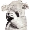 Koala Postikortti>Sokru Hot